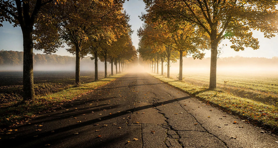 Leere Allee zwischen Feldern bei Sonnenaufgang mit Nebel